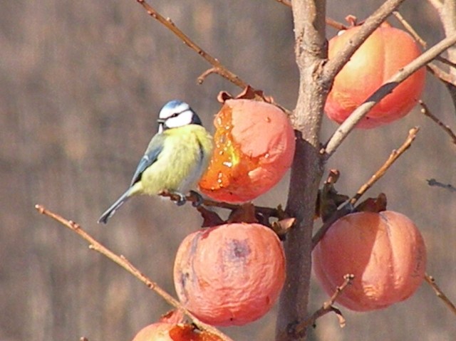 dalla finestra di casa...